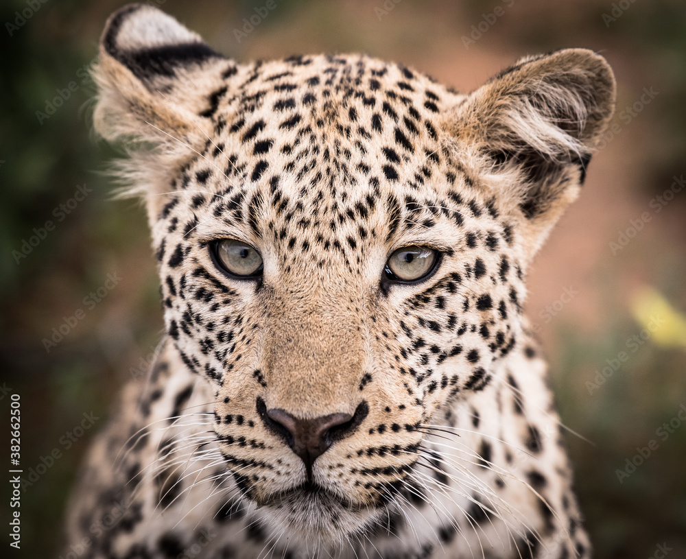 Obraz premium Leopard in Namibia