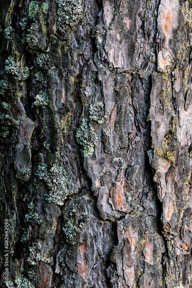 Fototapeta premium bark of a tree