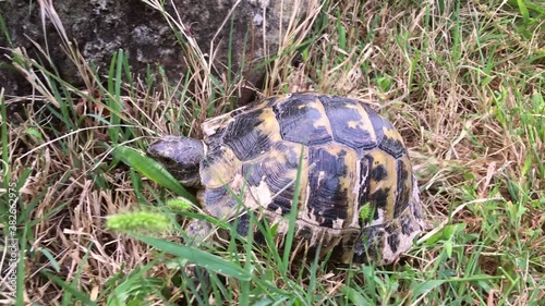 A Caucasian land turtle (Latin Testudo graeca) sneaks through the green grass on a sunny fall day. photo