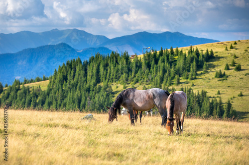 Konie w Górach - Rumunia