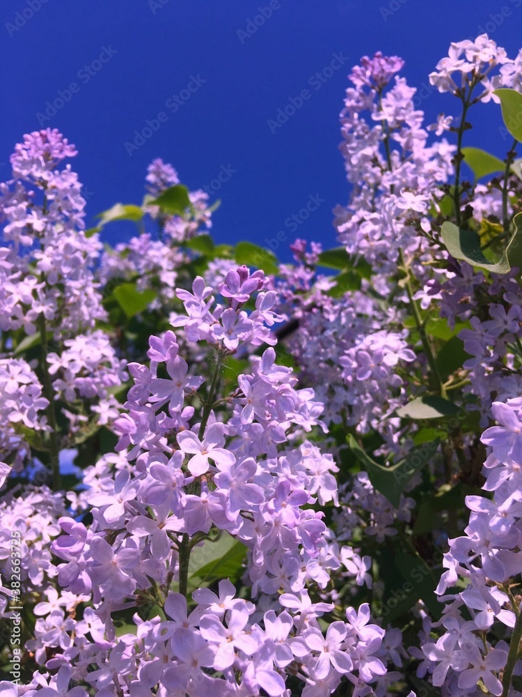 lilac flower lilac flower