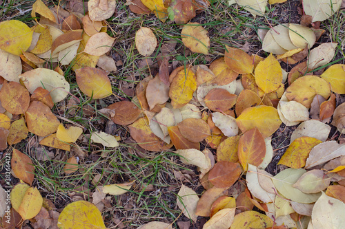 Autumn pictures.Leaves,flowers,pins