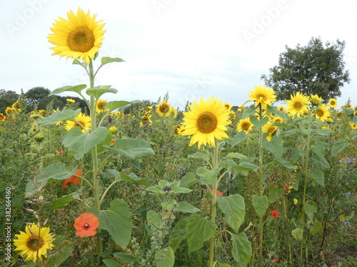sunflower