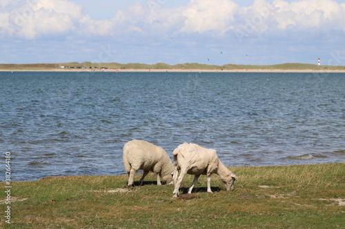 Fototapeta Naklejka Na Ścianę i Meble -  Grazing sheep on the salty meadow between the dunes of Sylt in the UNESCO World Heritage Natural Site 