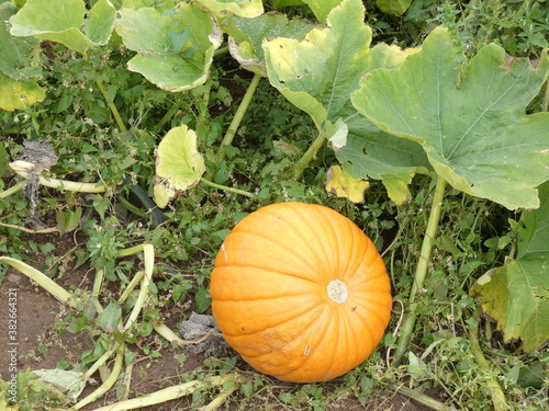 pumpkin on the field