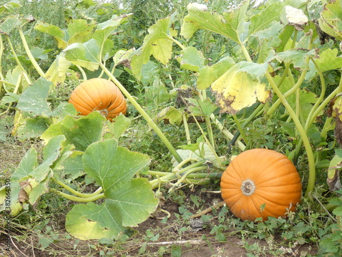 pumpkin on the field