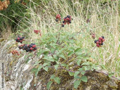 wild berries in the forest