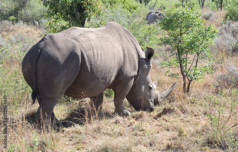 Fototapeta premium rhino in the wild