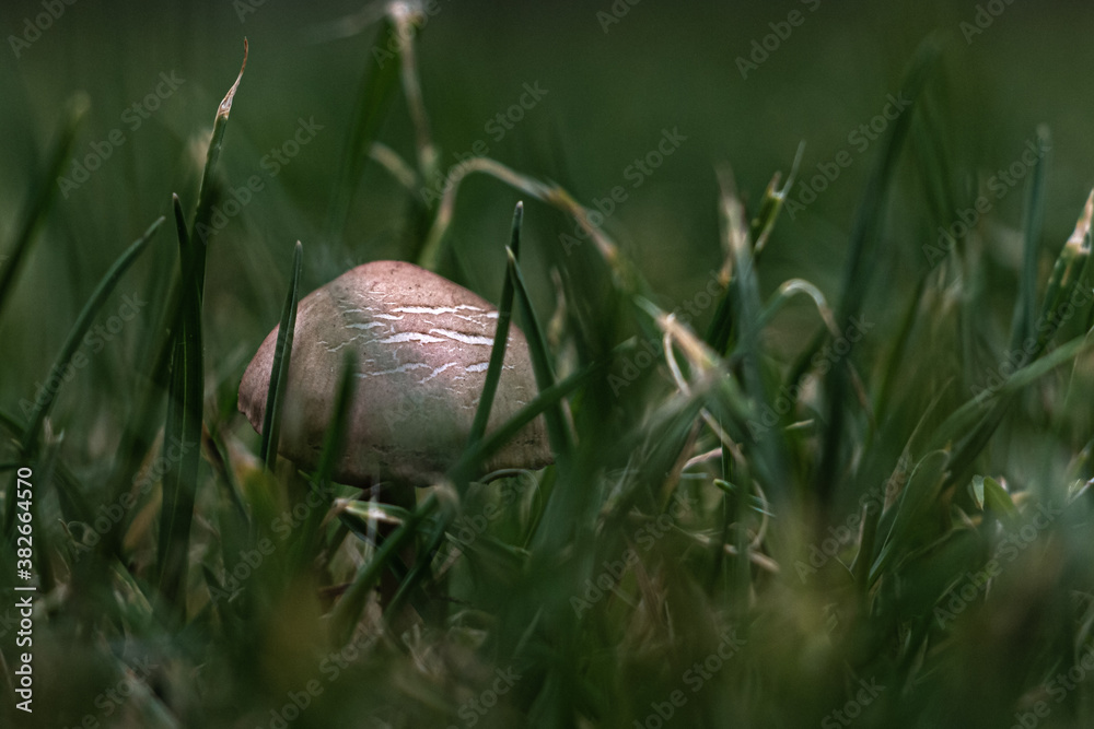 Obraz premium Sommerblumen