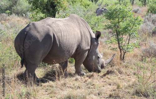 rhino in the wild