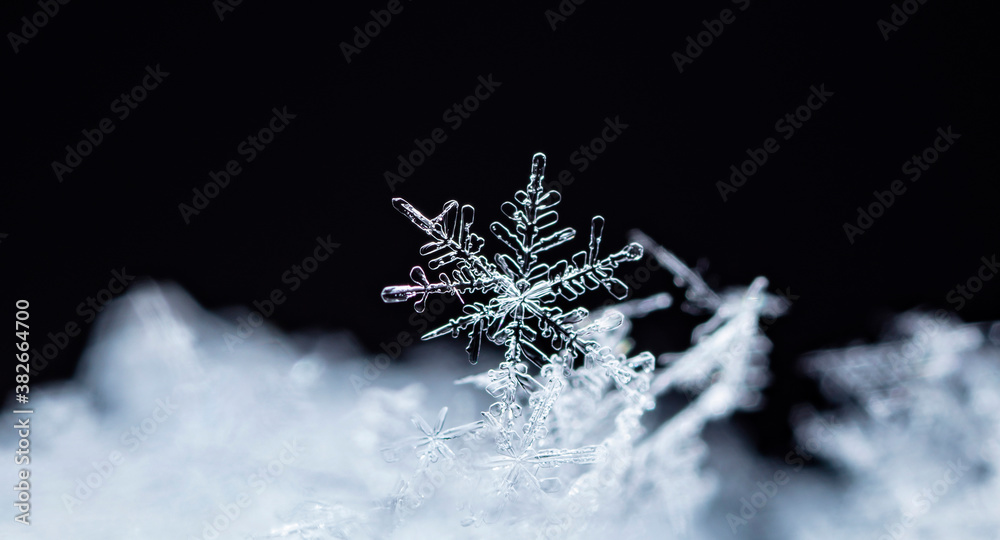 natural snowflakes on snow, winter