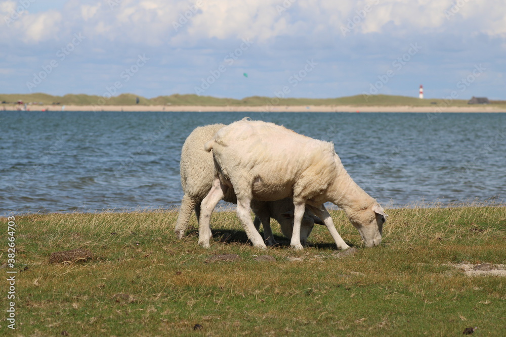 Grazing sheep on the salty meadow between the dunes of Sylt in the UNESCO World Heritage Natural Site Grazing sheep on the salty meadow between the dunes of Sylt in the UNESCO World Heritage Natural Site