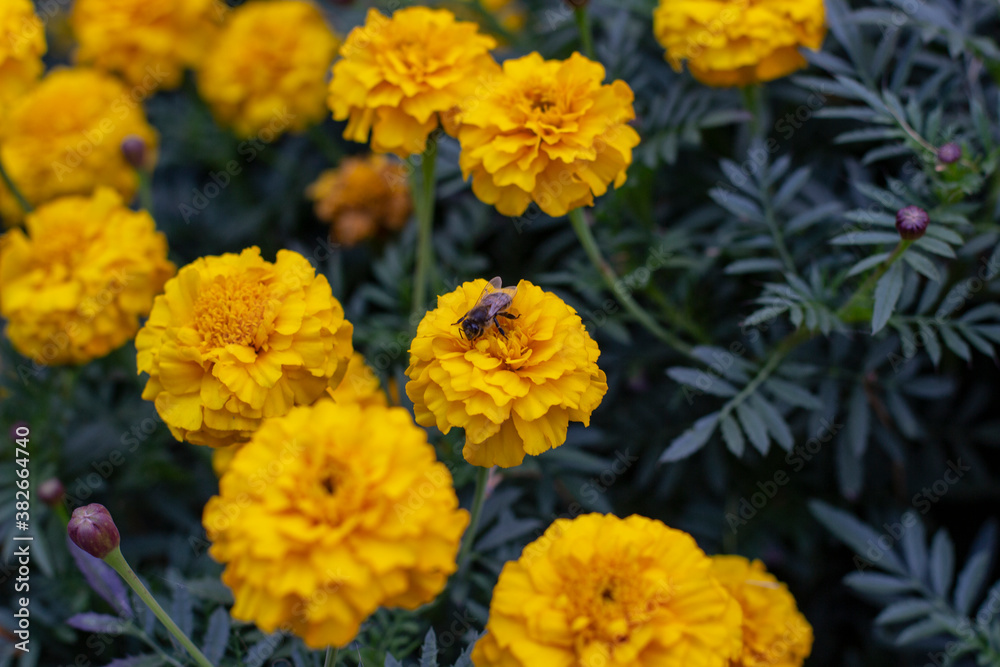 Autumn pictures.Leaves,flowers,pins Autumn pictures.Leaves,flowers,pins