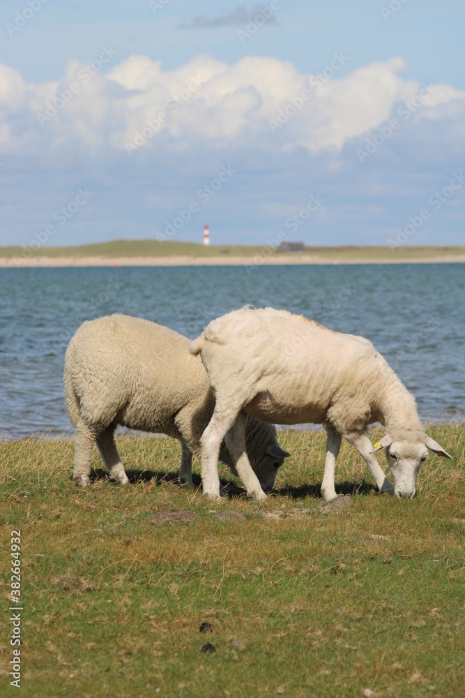 Grazing sheep on the salty meadow between the dunes of Sylt in the UNESCO World Heritage Natural Site Grazing sheep on the salty meadow between the dunes of Sylt in the UNESCO World Heritage Natural Site