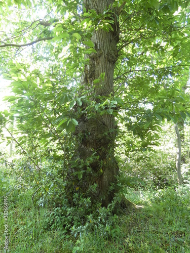 tree in the woods