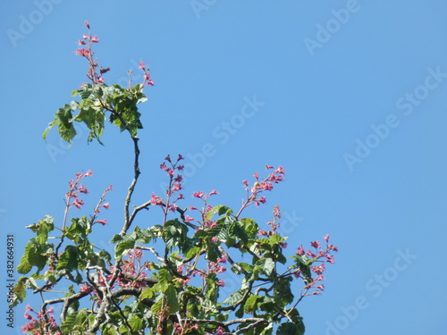 pink flowers against blue sky
