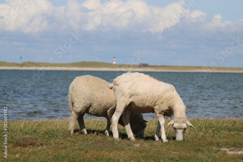 Grazing sheep on the salty meadow between the dunes of Sylt in the UNESCO World Heritage Natural Site "Wadden Sea"