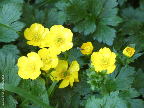 yellow flowers in garden