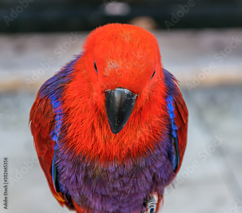 Eclectus parrot photo