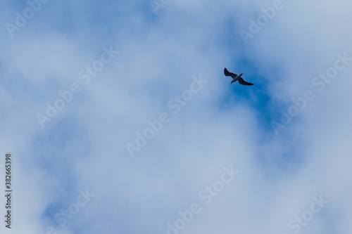 Seagull flying on a cloudy blue sky