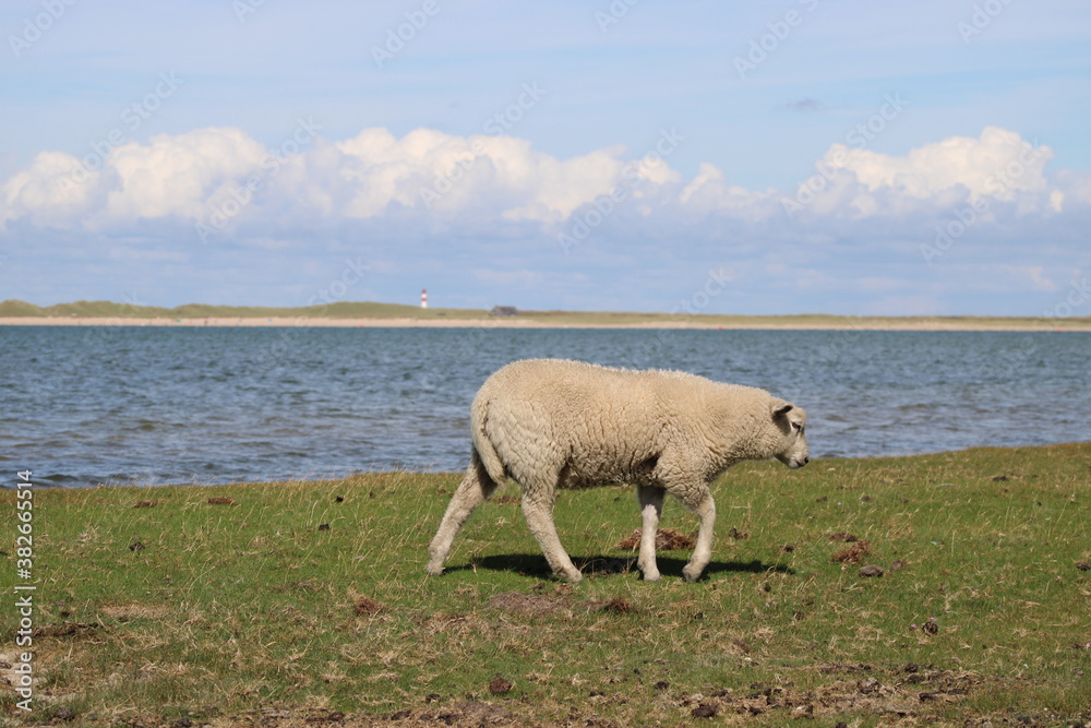 Grazing sheep on the salty meadow between the dunes of Sylt in the UNESCO World Heritage Natural Site Grazing sheep on the salty meadow between the dunes of Sylt in the UNESCO World Heritage Natural Site