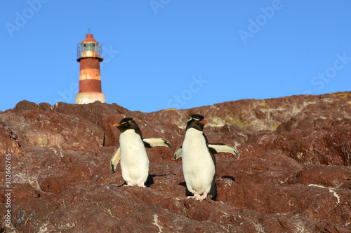 2 rockhopper penguins  with a lighthouse in the backroung, Isla Pingino - Patagonia Argentina  photo