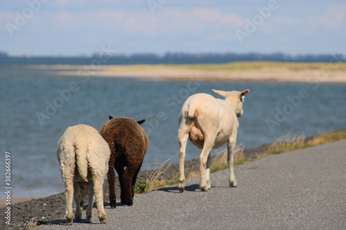 Grazing sheep on the salty meadow between the dunes of Sylt in the UNESCO World Heritage Natural Site  Wadden Sea 