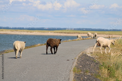 Grazing sheep on the salty meadow between the dunes of Sylt in the UNESCO World Heritage Natural Site "Wadden Sea" © been.there.recently