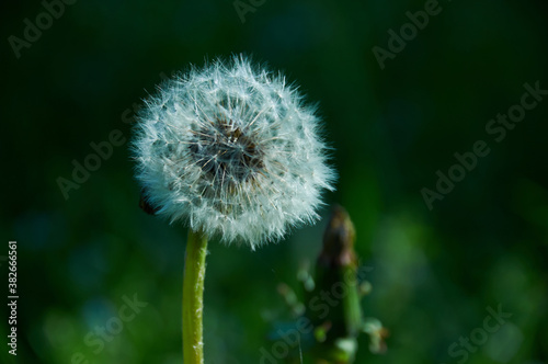 dandelion in the forest in green grass close up