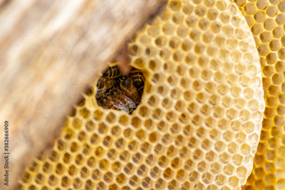 Small hole in a honeycomb through which you can see a couple of wild Apis Mellifera Carnica or Western Honey Bees working within the layers of chambers