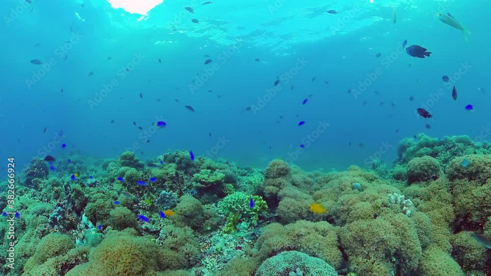 Underwater fish reef marine. Tropical colorful underwater seascape with coral reef. Panglao, Bohol, Philippines. Underwater fish reef marine. Tropical colorful underwater seascape with coral reef. Panglao, Bohol, Philippines.
