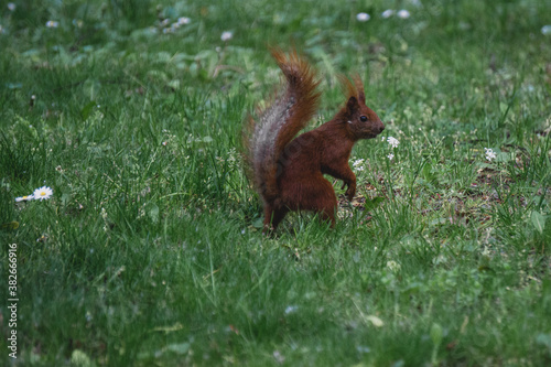 Ruda wiewiórka w parku