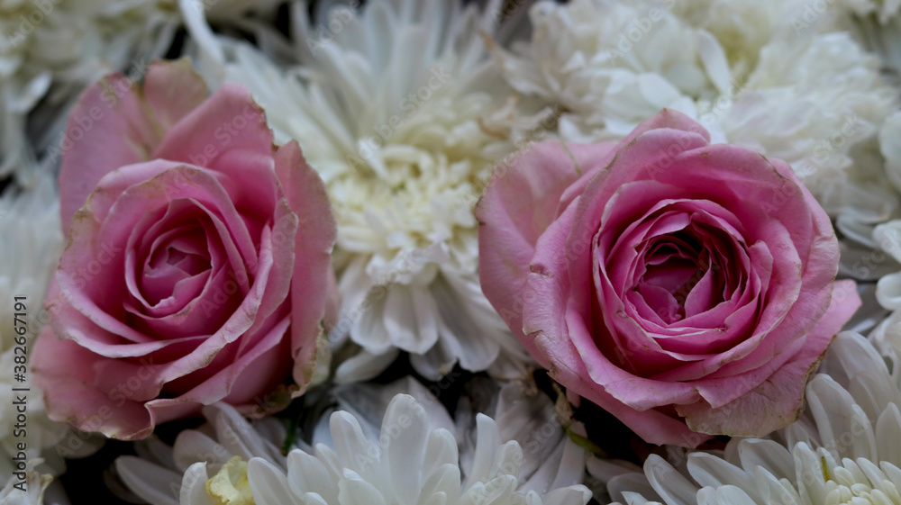 Two Pink rose flowers arrange on white flowers Two Pink rose flowers arrange on white flowers