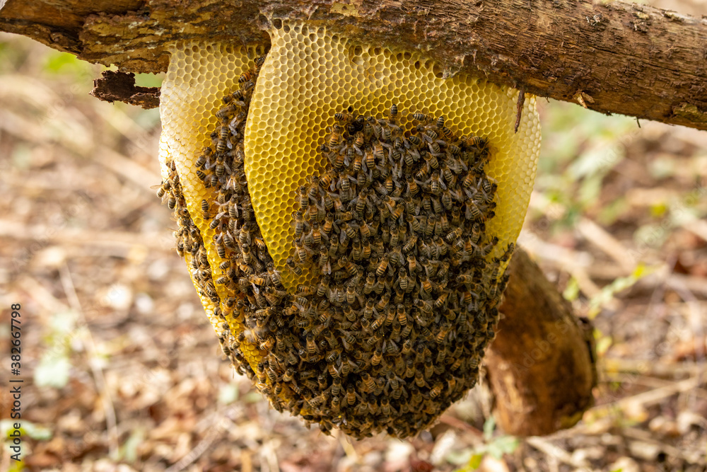 Western honey bee (Apis mellifera) - JungleDragon
