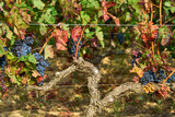 Grapes between vineyards days before harvest