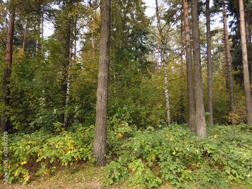 Fototapeta Naklejka Na Ścianę i Meble -  Autumn in the park or forest. Autumn season background. Trees in the forest