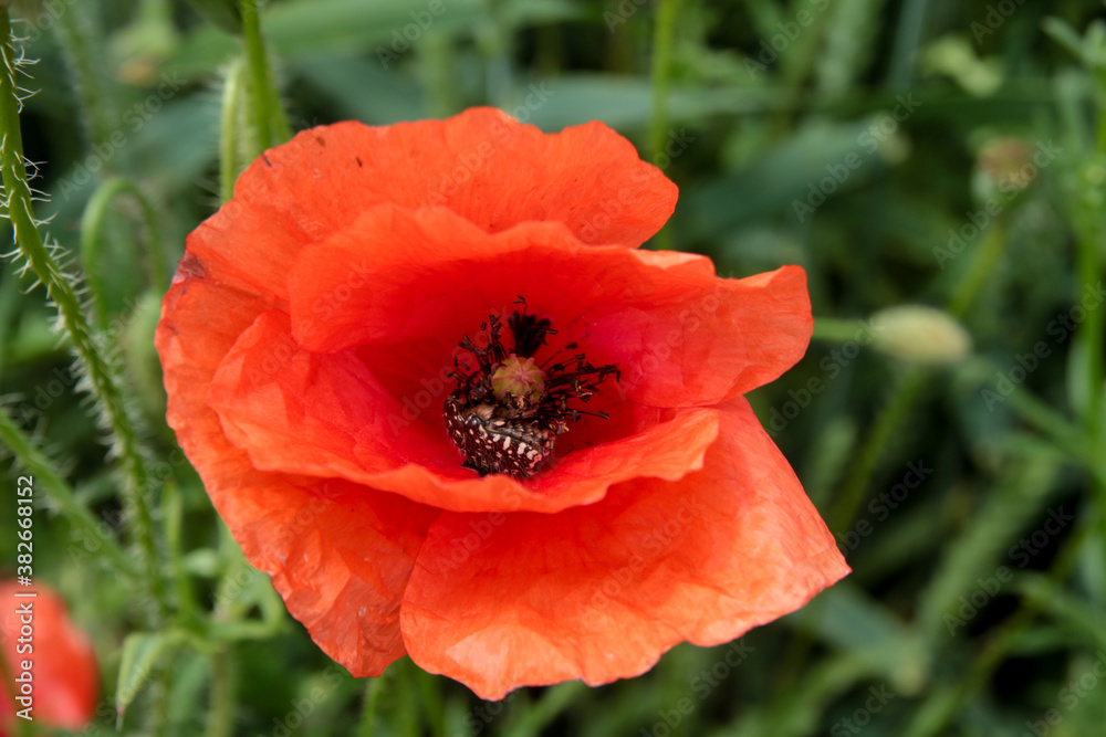 Insect staying inside common poppy flower. Bright red flower with insect inside. Green wheat with common poppy flower. Insect staying inside common poppy flower. Bright red flower with insect inside. Green wheat with common poppy flower.
