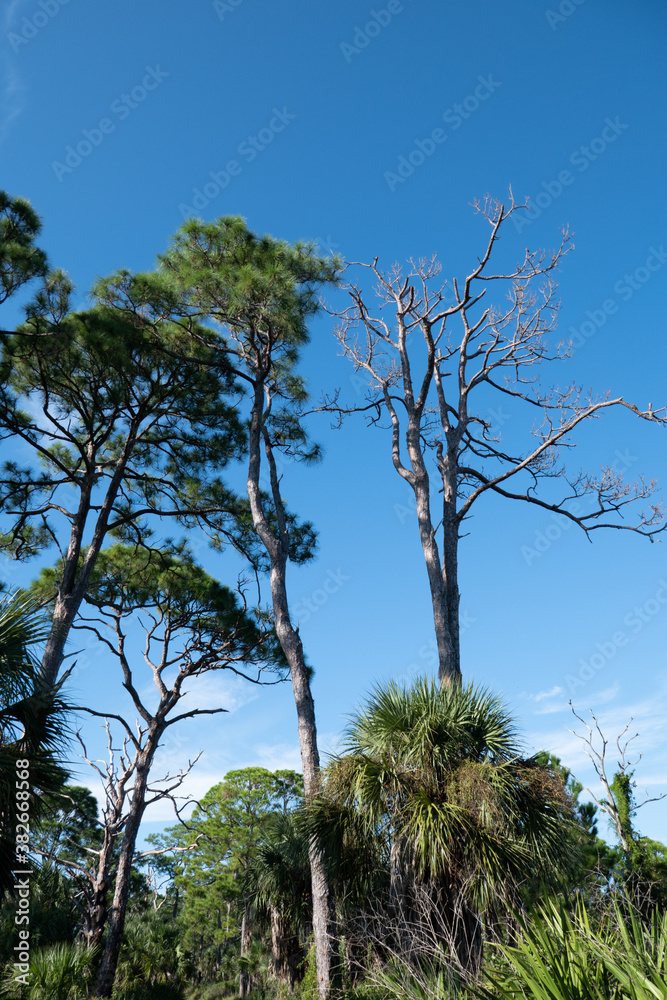 Landscape of Honeymoon Island State Park in Florida