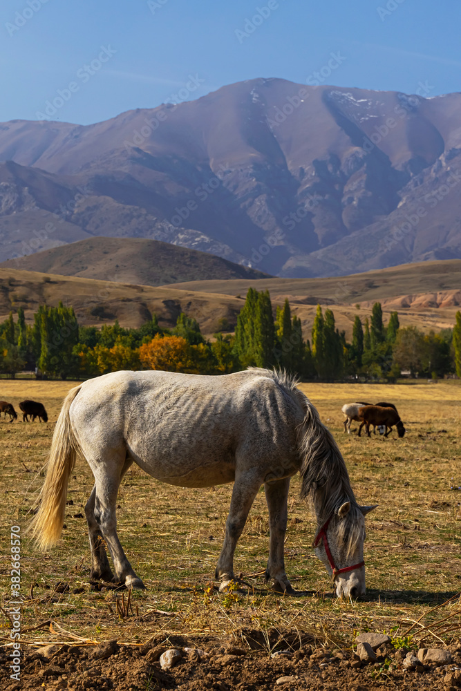 Obraz premium The white mountain horse is grazing. A herd of horses in a mountain pasture. Autumn landscape of the foothills of Kazakhstan. Mountains in the background. Blue sky, dried grass, beauty of free horses