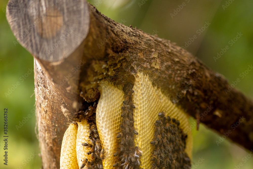 Thick cut off branch with a colony of wild Apis Mellifera Carnica or Western Honey Bees on a layered honeycomb with out of focus natural foreground and background Thick cut off branch with a colony of wild Apis Mellifera Carnica or Western Honey Bees on a layered honeycomb with out of focus natural foreground and background
