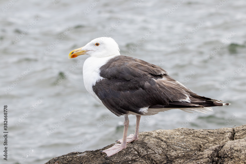 A Great Black Backed Seagull A Great Black Backed Seagull