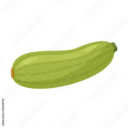 Green squash isolated on white background. Vector realistic illustration.