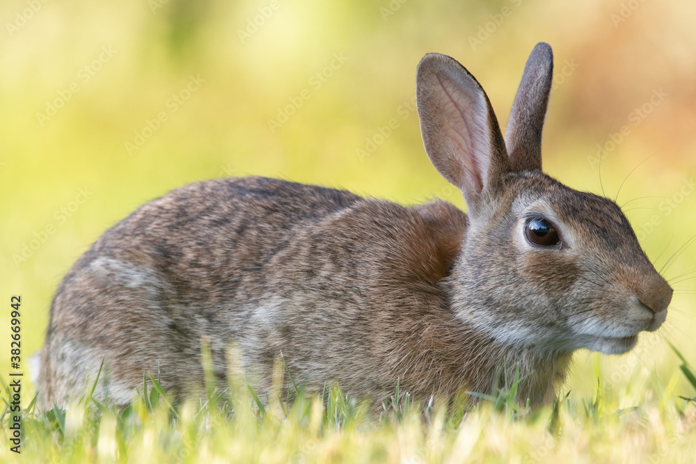 Fototapeta premium Wild Rabbit in the Grass