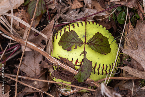 Φωτογραφία An image of a lost softball in forest under growth and dead leaves that seems to