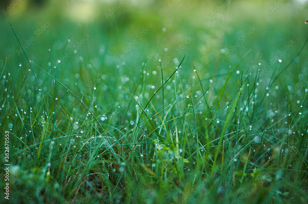 Green morning grass with dew drops