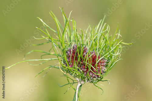 Close up of a wild garlic (allium vineale) plant photo