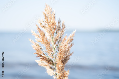 Fototapeta Naklejka Na Ścianę i Meble -  Soft beige beach reed and water background