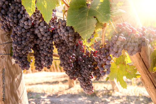 bunches of black Nebbiolo grapes with sun rays between the branches in the Langhe vineyard photo