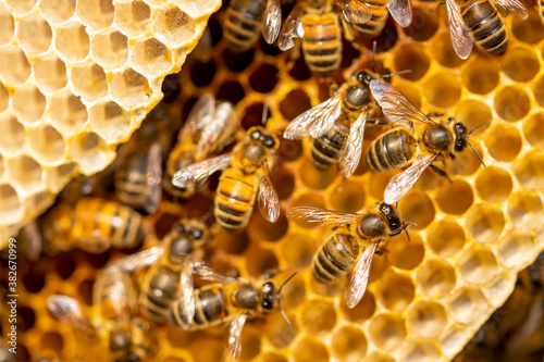 Macro shot of a bee hive on slices of honeycomb with a colony of wild Apis Mellifera Carnica or Western Honey Bees with vibrant yellow color tones