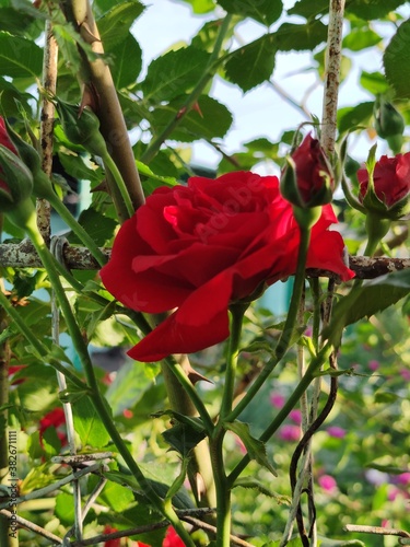 beautiful red rose